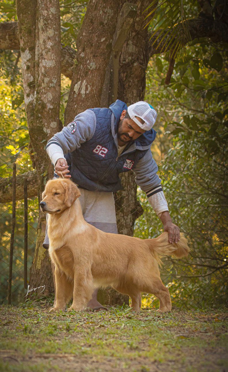 Exemplar Winkel's Golden